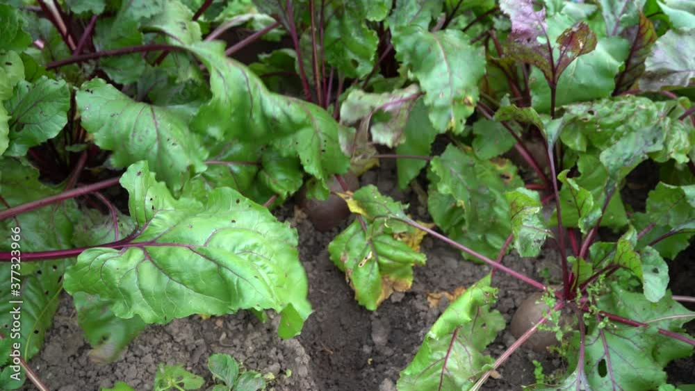Harvesting red beets in an earthen garden bed. A farmer's gloved hand pulls large roots out of the soil. Close-up. Farmer's hand picks beets. Beetroot with leaf in vegetable home garden.