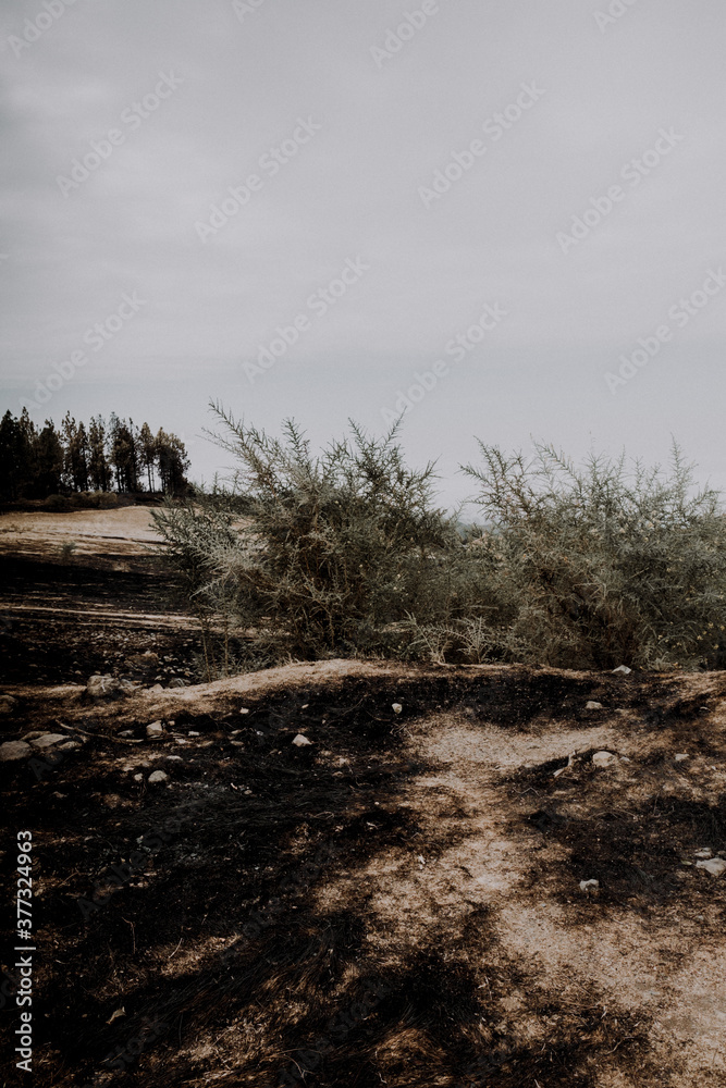 Obraz premium Consequences of the great fire of Gran Canaria with pines and trees totally burned and a disaster on the flora and fauna of the island