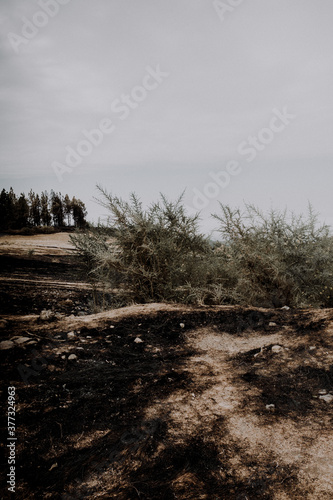 Consequences of the great fire of Gran Canaria with pines and trees totally burned and a disaster on the flora and fauna of the island