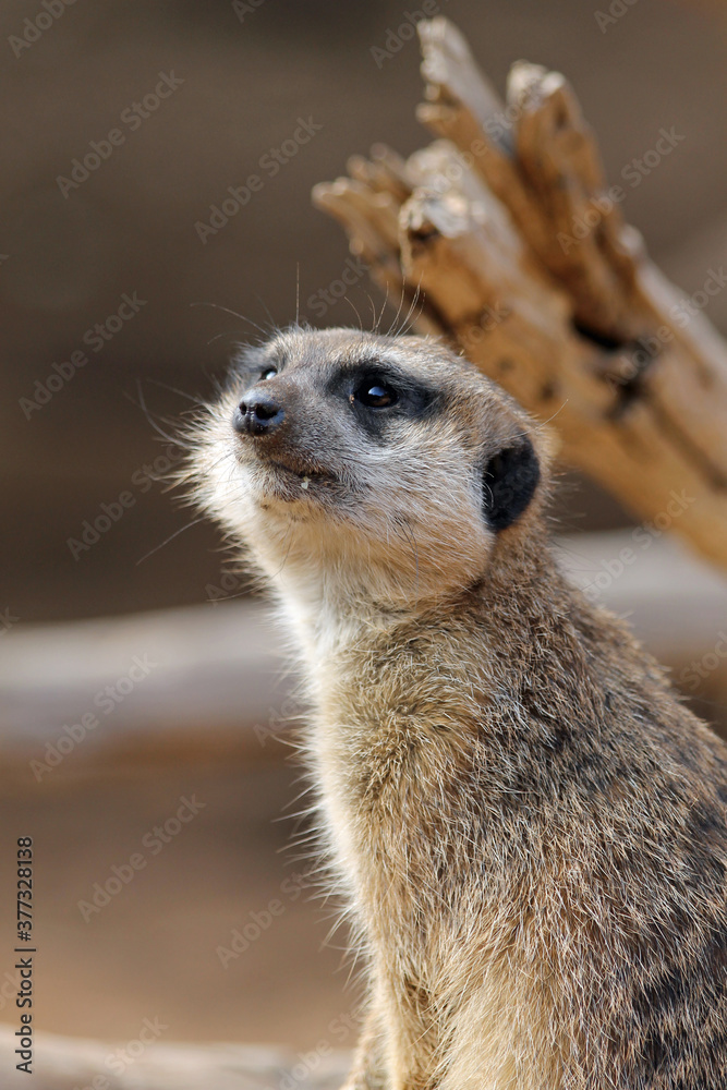 Erdmännchen Erdmännchen