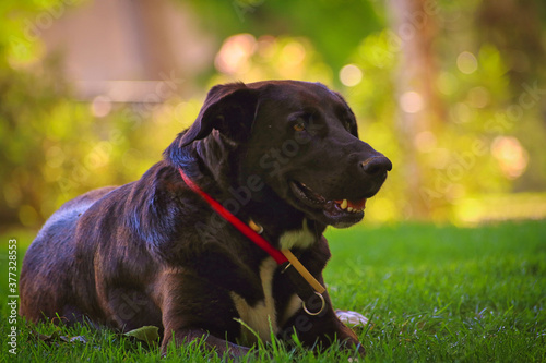 Perro oscuro sonriente en parque