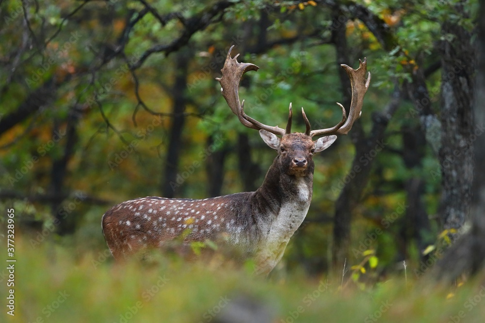 Majestic fallow deer, dama dama, standing in forest in autumn. Magnificent stag with spots looking to the camera in fall nature. Wild mammal with huge antlers watching in woodland.