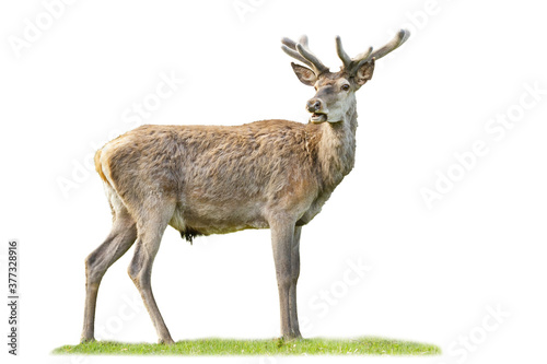 Calm red deer  cervus elaphus  stag grazing with open mouth isolated on white background. Wild male animal in spring with new antlers wrapped in velvet from side view cut out on blank.