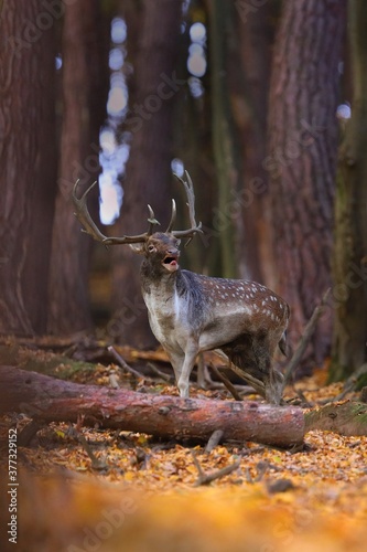 Fallow deer, dama dama, walking in autumnal forest. Dominant stag roaring in woodland in fall nature. Wild spotted creature moving in wilderness. photo