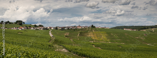 the village of Cramant, in champagne