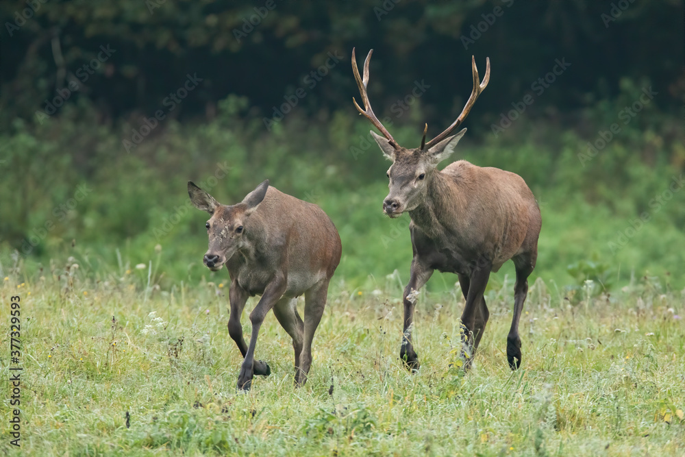 Red deer, cervus elaphus, male chasing female on meadow in autumn. Wild stag and hind running on field in rutting season. Pair of mammal sprinting on grassland. Red deer, cervus elaphus, male chasing female on meadow in autumn. Wild stag and hind running on field in rutting season. Pair of mammal sprinting on grassland.