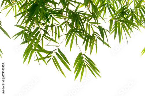 Close up bamboo leaves isolated on white background