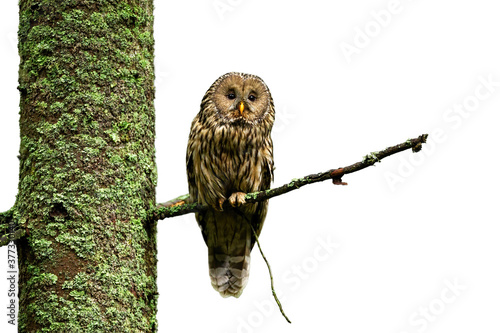 Obraz na płótnie Tawny owl, strix aluco, sitting on tree isolated on white background. Brown bird resting on branch cut out on blank. Wild feathered predator looking from bough with copy space. w salonie