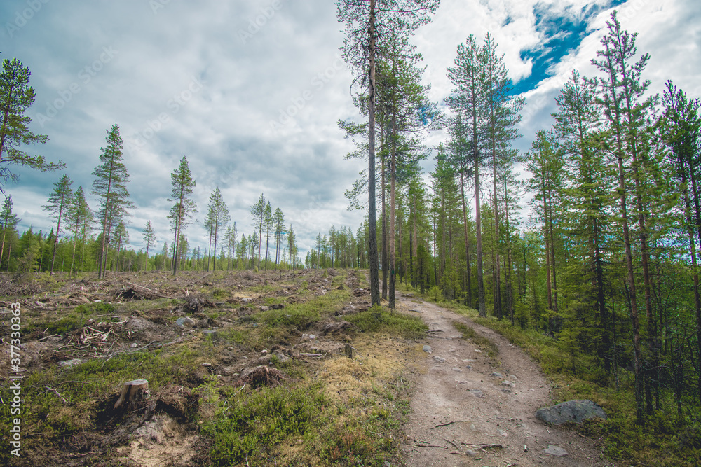 path in the forest in finland path in the forest in finland