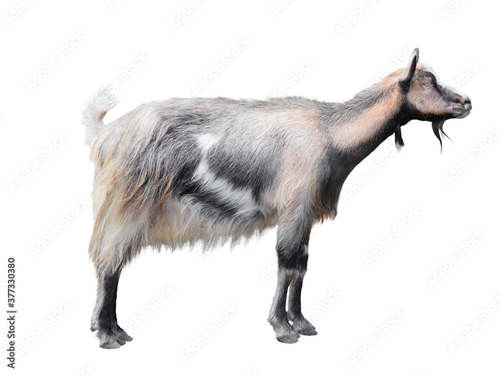 goat (Carpathian mountain) isolated on white background. goat (Carpathian mountain) isolated on white background.