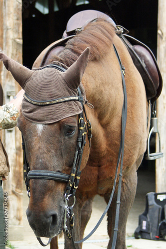 Pferd photo