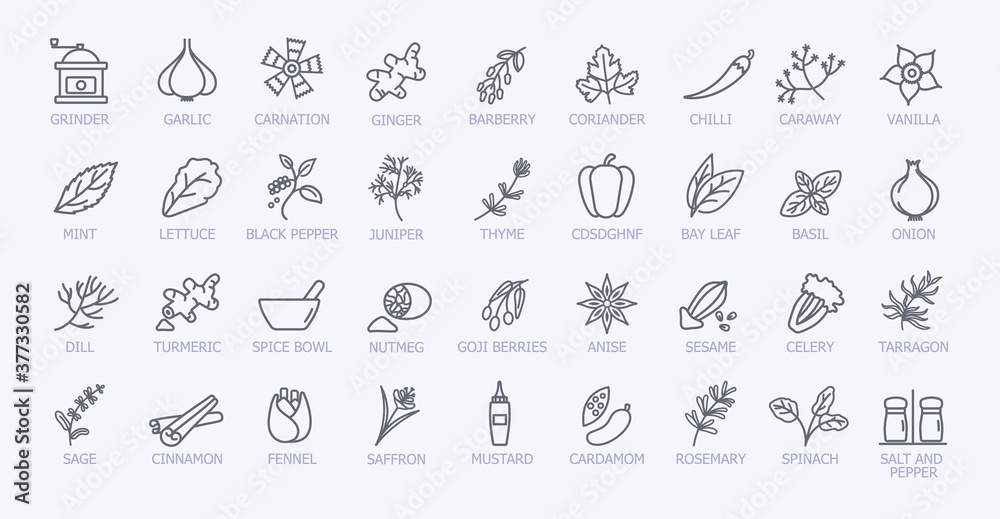 Very large set of black and white spice icons showing the leaves, seeds, grinder, condiment servers and pestle and mortar, line drawn vector illustration Very large set of black and white spice icons showing the leaves, seeds, grinder, condiment servers and pestle and mortar, line drawn vector illustration