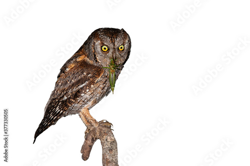 Eurasian scops owl, otus scops, holding green grasshopper in beak isolated on white background. Animal with brown feathers and intense yellow eyes cut out on blank.