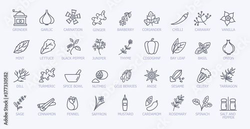 Very large set of black and white spice icons showing the leaves, seeds, grinder, condiment servers and pestle and mortar, line drawn vector illustration © Rudzhan