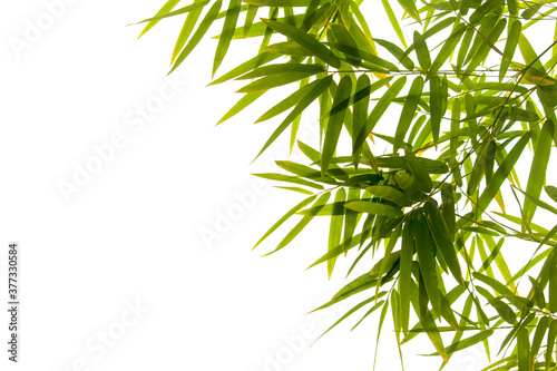 Fototapeta Naklejka Na Ścianę i Meble -  Close up bamboo leaves isolated on white background