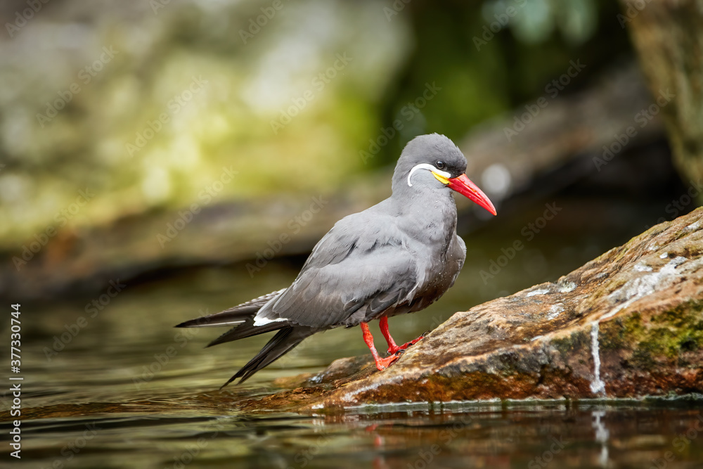 Close up Inca tern, Larosterna inca, dark grey sea bird with the white moustache and red beak, native to Peru and Chile. Bird standing on rocky coast, low angle photography, blurred background. Close up Inca tern, Larosterna inca, dark grey sea bird with the white moustache and red beak, native to Peru and Chile. Bird standing on rocky coast, low angle photography, blurred background.