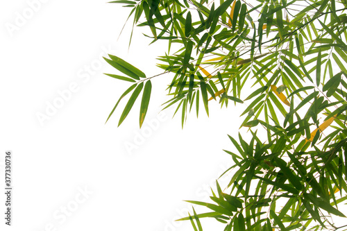 Close up bamboo leaves isolated on white background © Nattawut