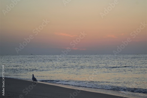 Seagull on the Black Sea beach in the evening