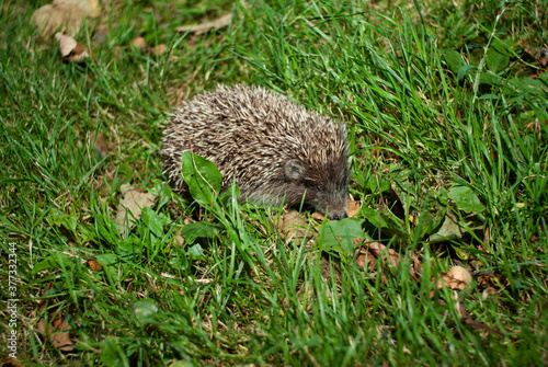 Hedgehog in the grass