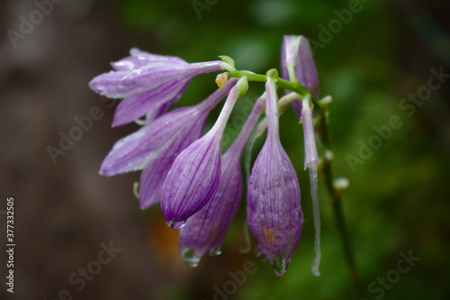 水滴と紫の花