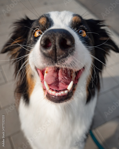 Portrait of Australian Shepherd dog while walking outdoors. Beautiful adult purebred Aussie Dog in the city.