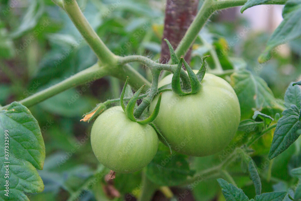 Small green tomatoes ripen in the greenhouse in summer Small green tomatoes ripen in the greenhouse in summer
