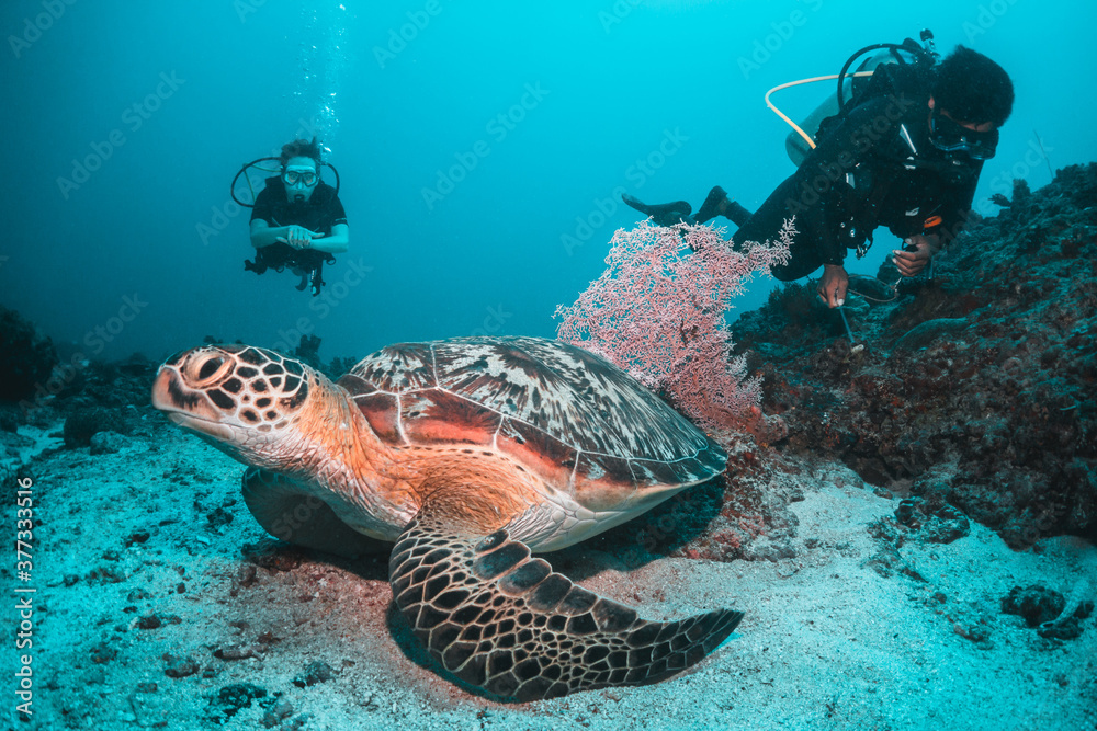 Naklejka premium Underwater image of a green sea turtle, with scuba divers swimming and observing among colorful coral reef in clear blue water