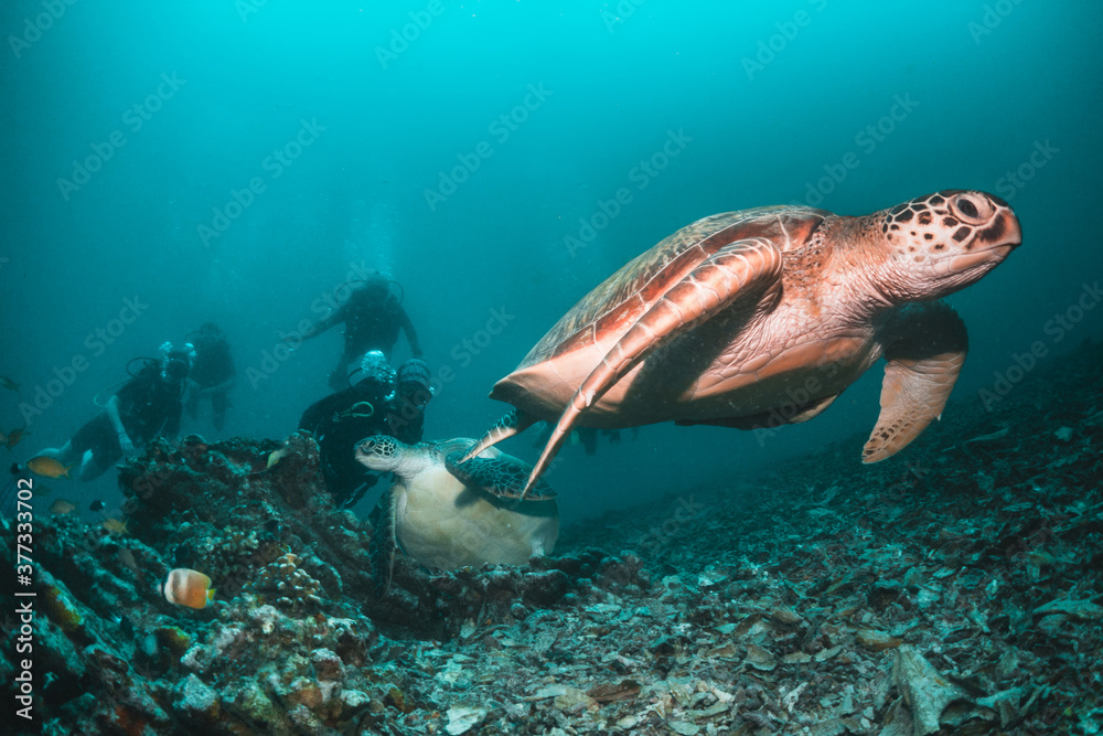 Fototapeta premium Underwater image of a green sea turtle, with scuba divers swimming and observing among colorful coral reef in clear blue water