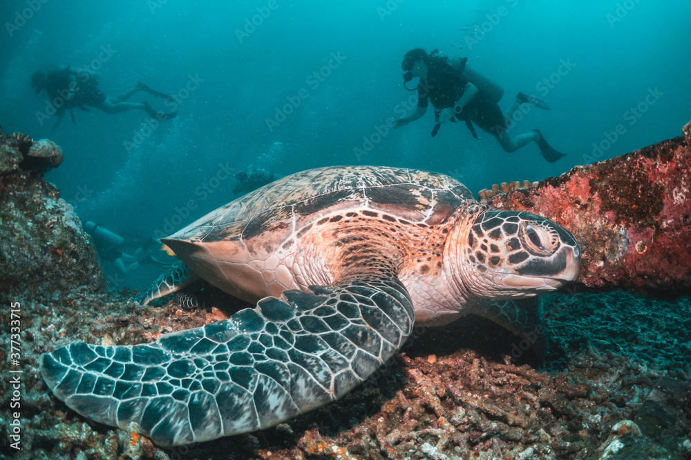 Obraz premium Underwater image of a green sea turtle, with scuba divers swimming and observing among colorful coral reef in clear blue water
