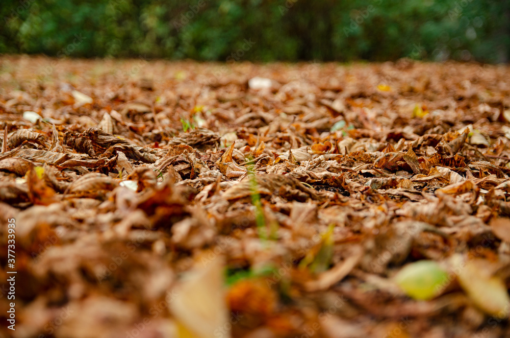 
close-up of golden autumn leaves on the grass in the park