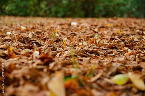  close-up of golden autumn leaves on the grass in the park