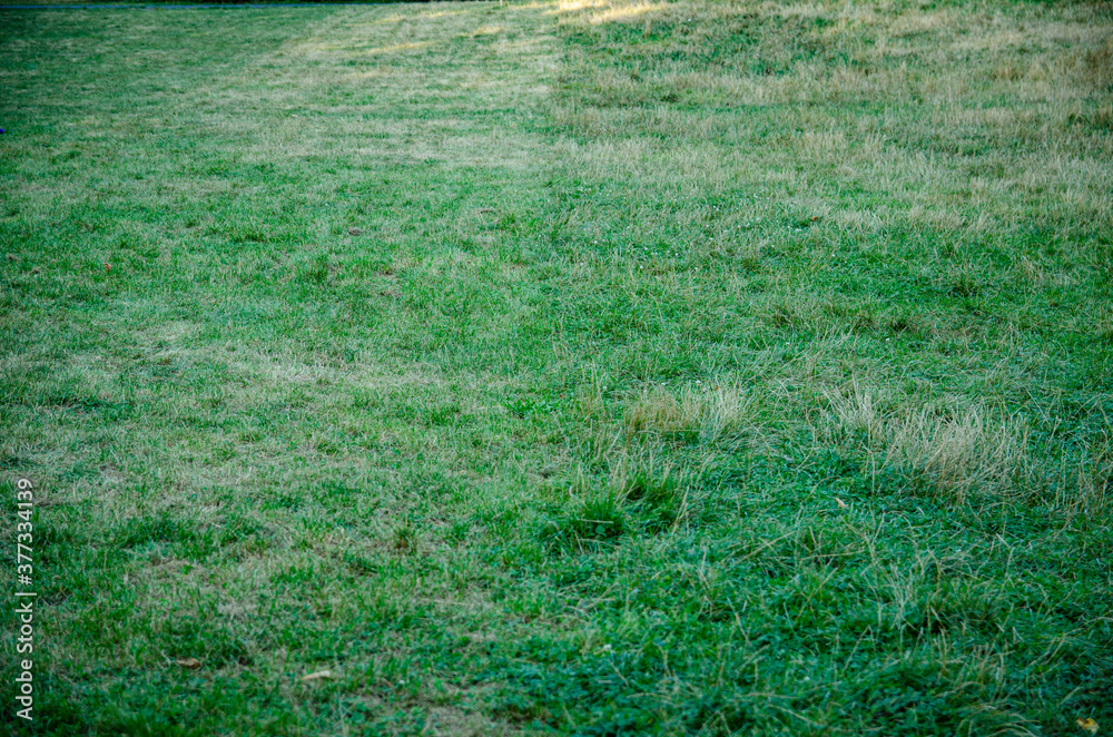 evenly cut lawn connected with overgrown grass
evenly cut lawn connected with overgrown grass