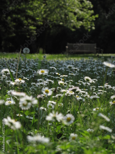 meadow with daisies