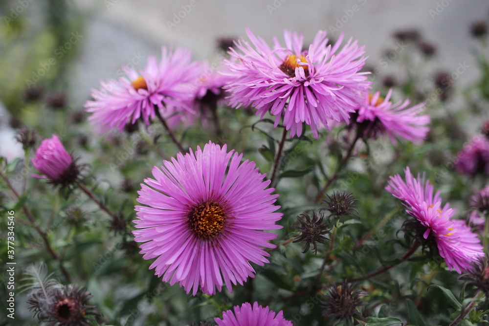 purple flowers in the garden purple flowers in the garden