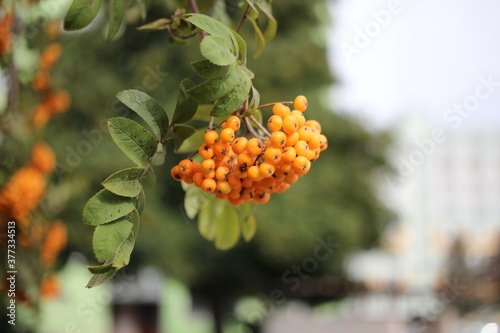 rowan berries on a branch