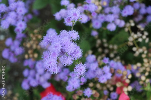 blue flowers in the garden
