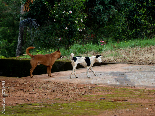 Stray dogs wandering in the house premises
