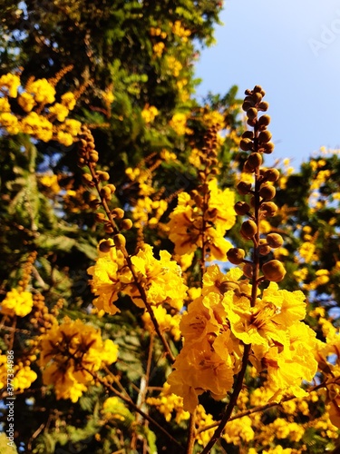 yellow flowers of trees