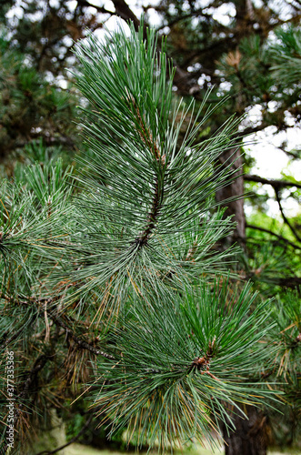 close-up of the big green conifer