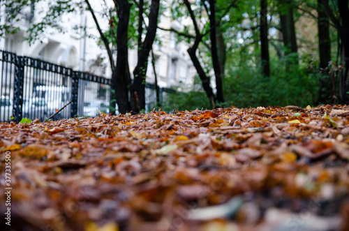  golden autumn leaves in the park on the grass