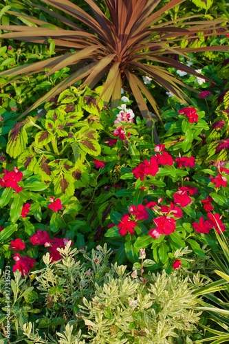 夏の花壇 赤い小さな花と観賞植物の草