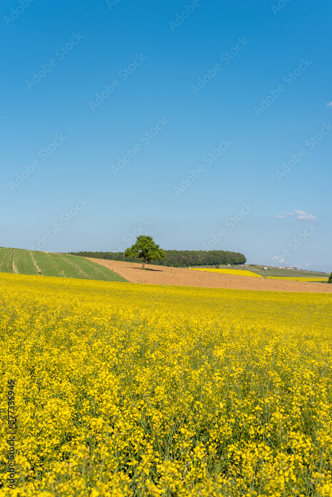 Agricultural landscape with rape field in Johlingen