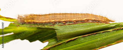 Caterpillar of palm king butterfly ( Amathusia phidippus ) on host plant photo