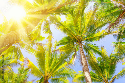 Fototapeta Naklejka Na Ścianę i Meble -  Copy space of tropical palm tree with sun light on sky background.