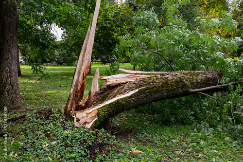 Broken tree after storm