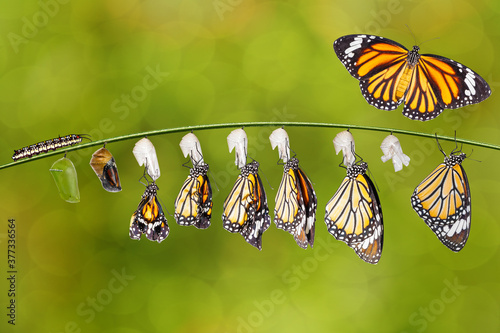 Transformation of common tiger butterfly ( Danaus genutia ) and pupa