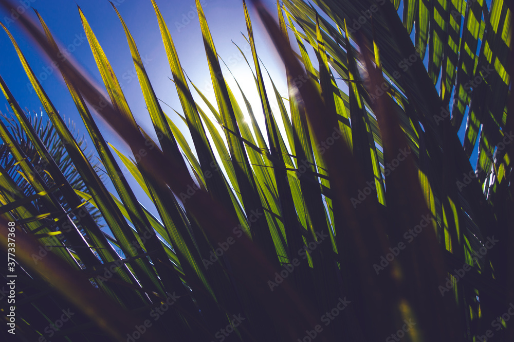 Obraz premium Palm leaves and blue sky on a sunny day