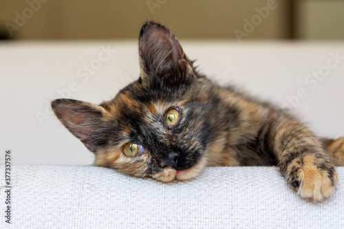 Quadro su tela Tortoiseshell kitten, cute pet animal