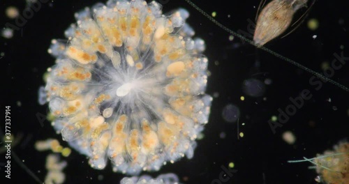The rotifers commonly called wheel animals or wheel animalcules, make up a phylum (Rotifera) pseudocoelomate animals under the microscope.
 photo