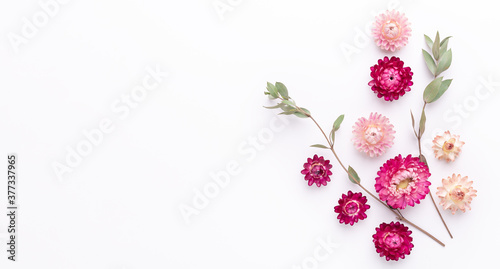 Banner. Flower composition. Eucalyptus branches and dry flowers on white background. Flat lay. Top view. Copy space